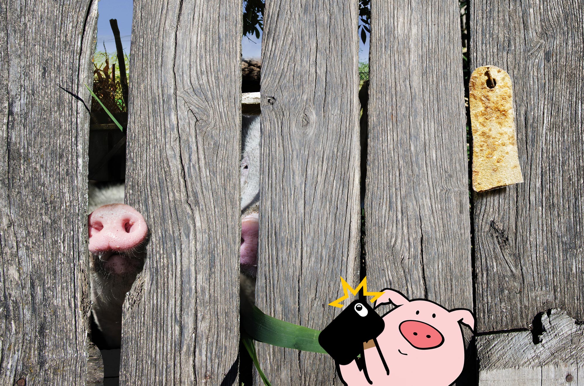 Post a pig pic, get a FREE NumberBarn T-Shirt