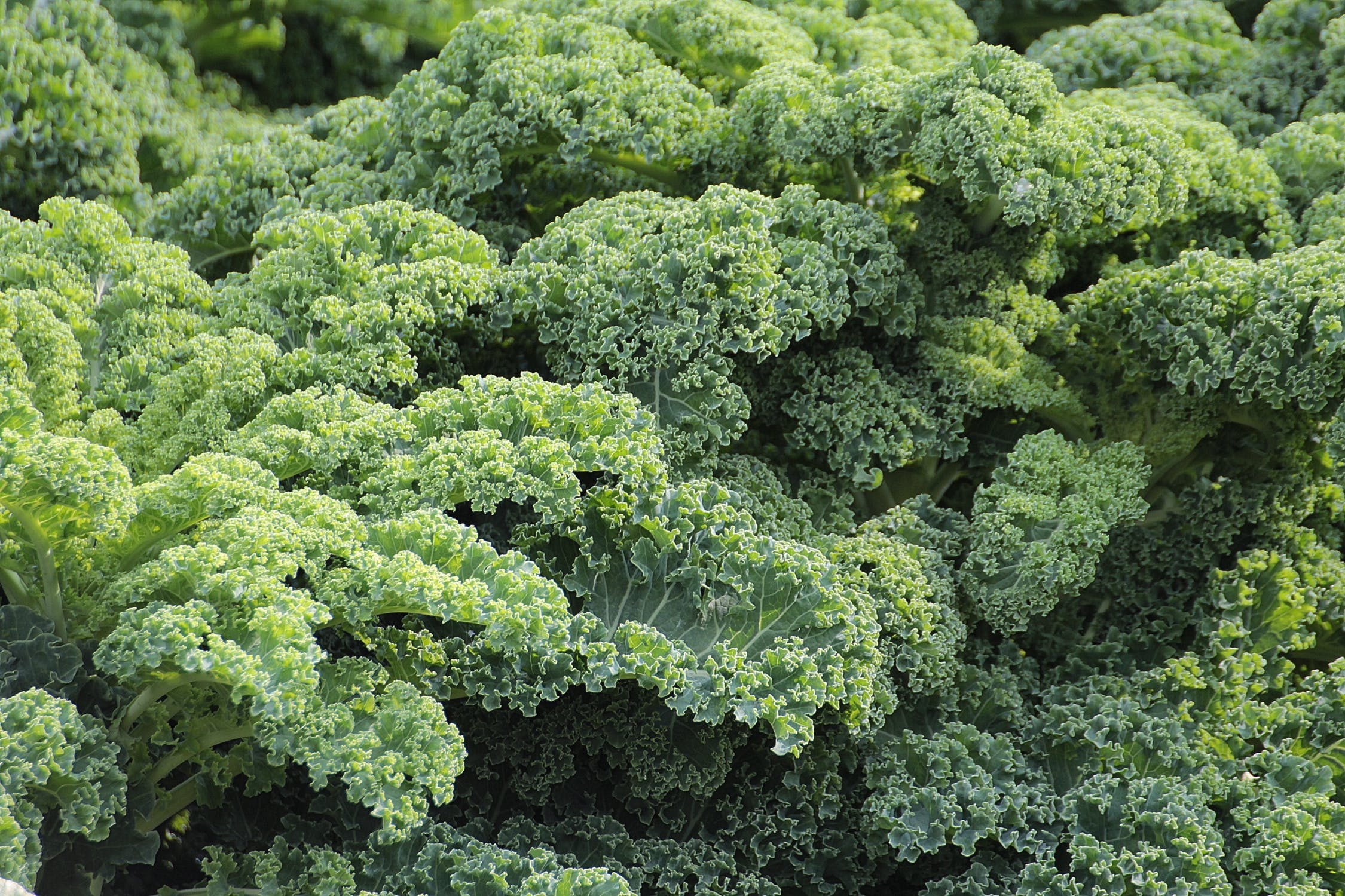 Kale me, maybe?