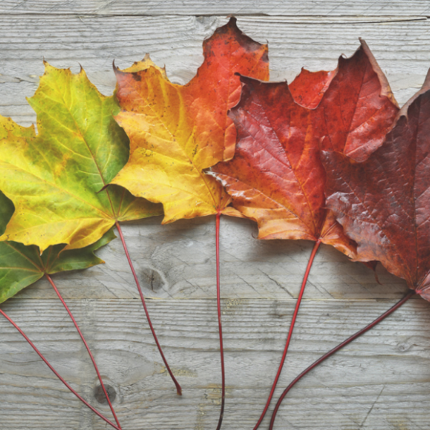 Six maple leaves changing colors from green to yellow to orange to red to brown in order from left to right laid on top of one another to indicate the changing of seasons