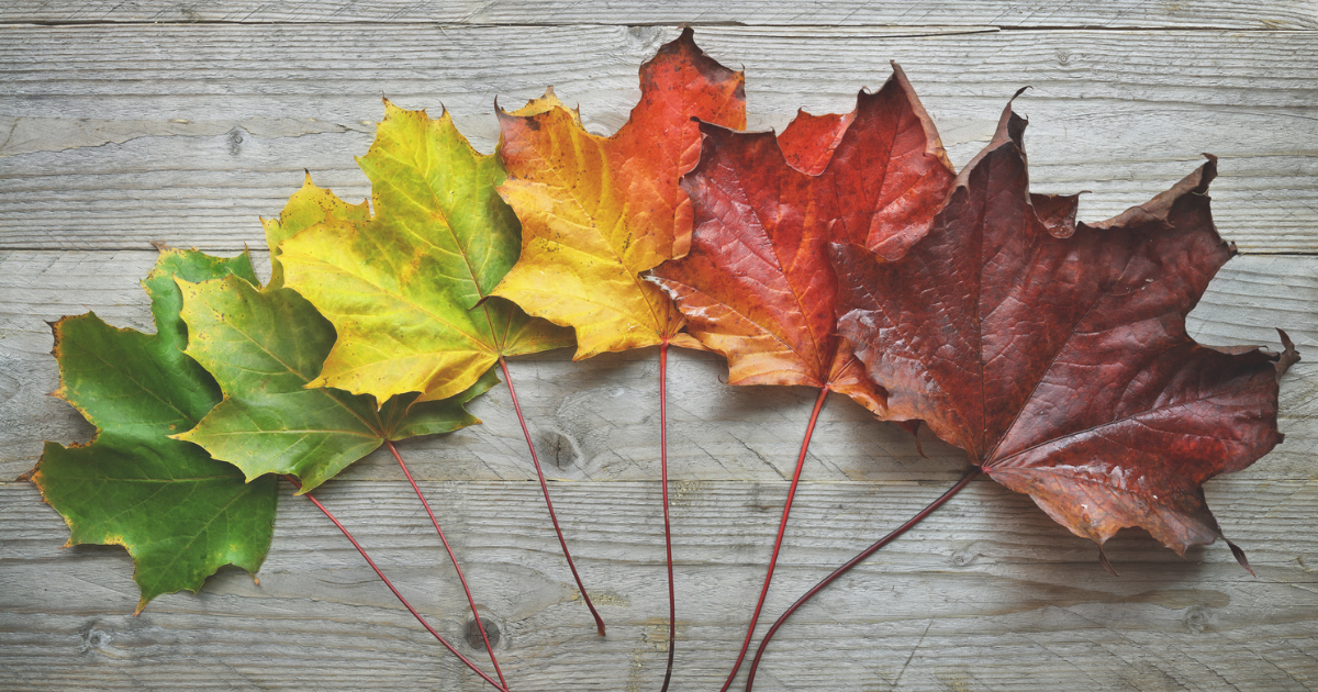 Six maple leaves changing colors from green to yellow to orange to red to brown in order from left to right laid on top of one another to indicate the changing of seasons