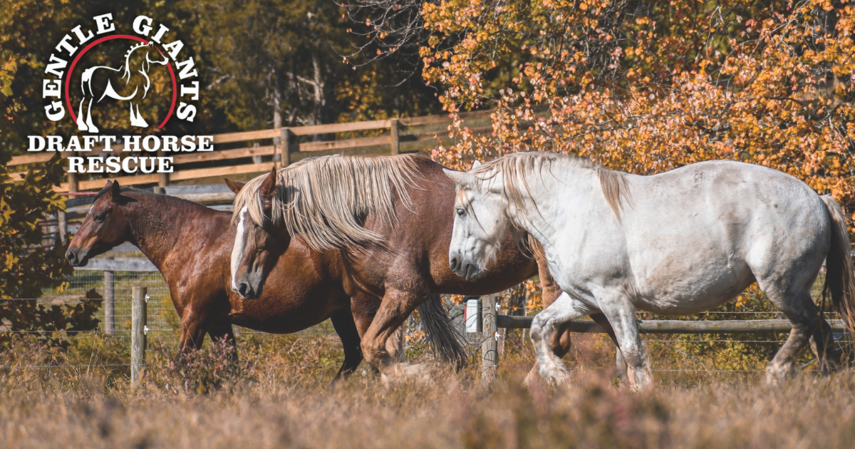three beautiful horses with the Gentle Giants Draft Horse Rescue logo