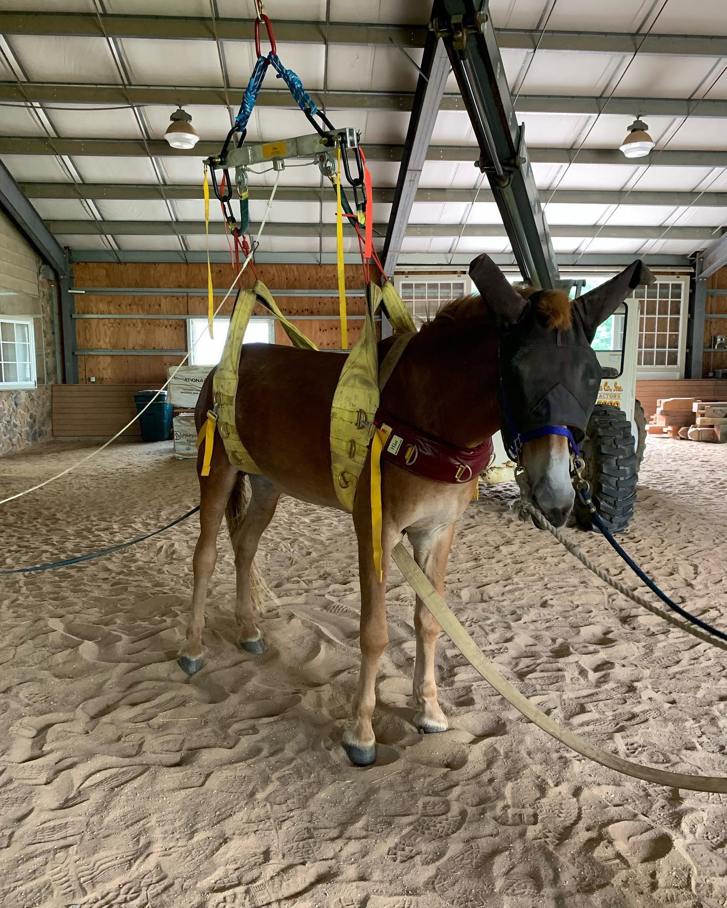 Horse, Pearl, being lifted by Gentle Giants Draft Horse Rescue's TLAR Team