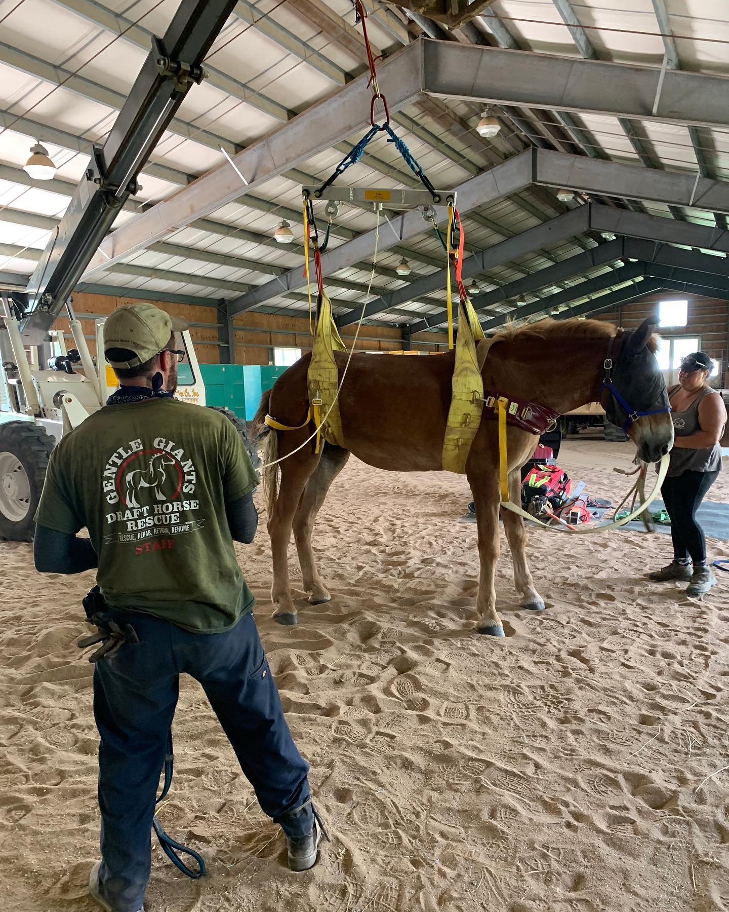 Gentle Giants Draft Horse Rescue's Technical Large Animal Rescue (TLAR) team lifting an injured horse.