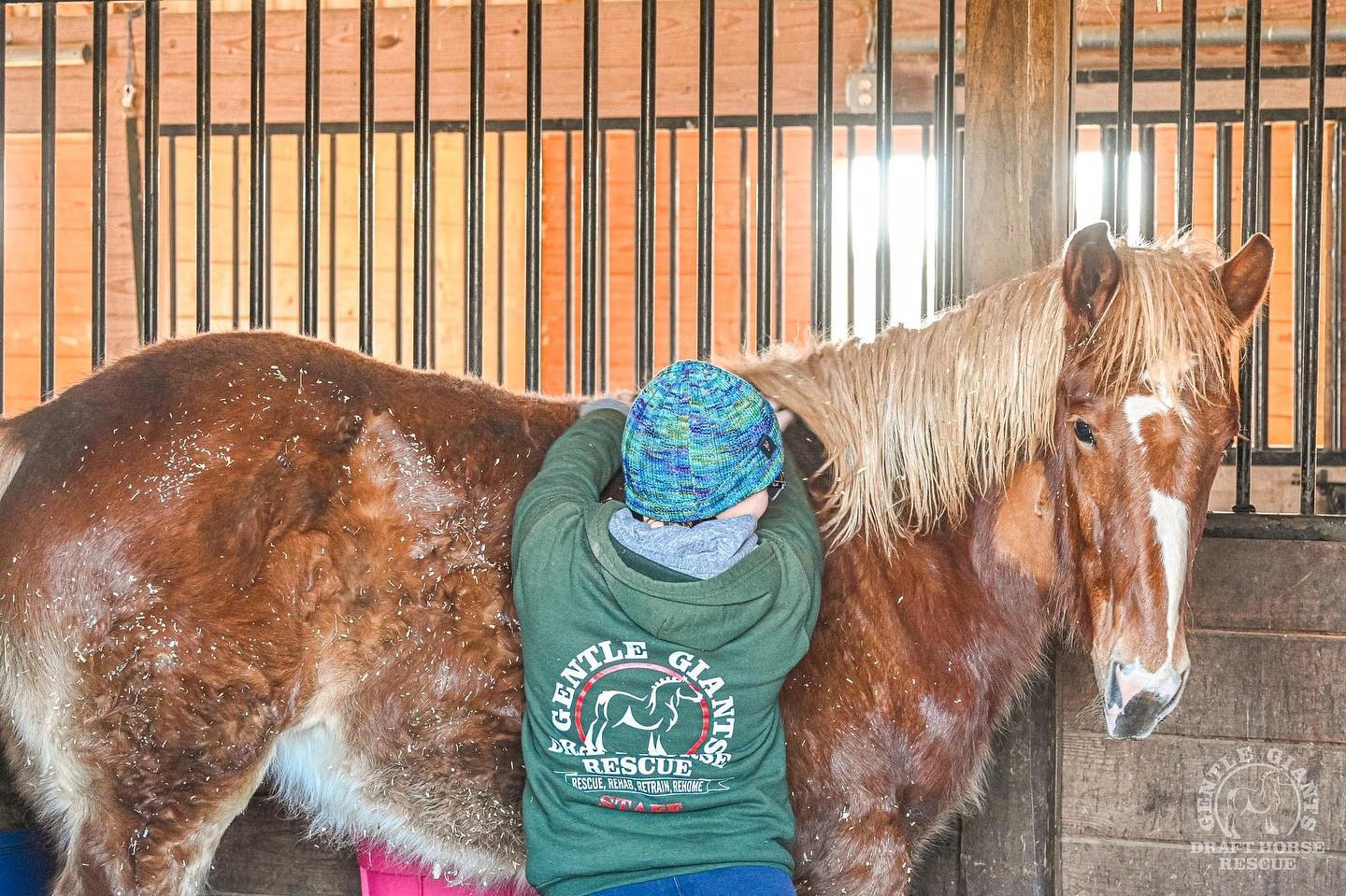 A person wearing a Gentle Giants Draft Horse Rescue hoodie scratching and giving care to a beautiful, brown horse in a stable.