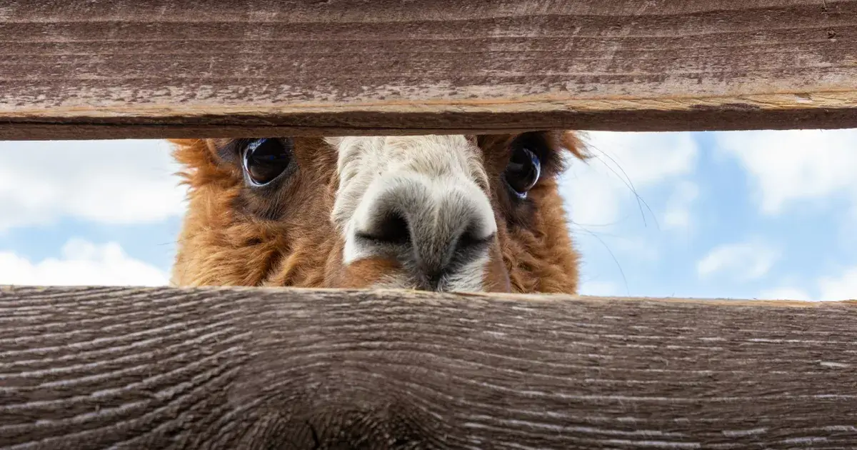 Llama peering through a fence wondering, How do I get a phone number?